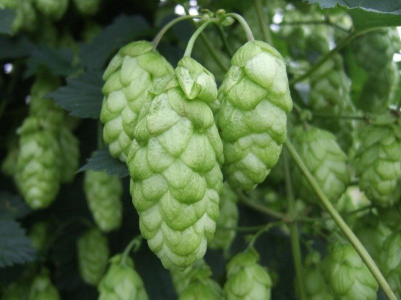 East Kent Golding Hops (Sold per gram)