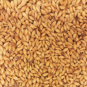 Maris Otter ($5.80 per kg)