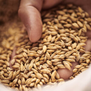 Weyermann Bohemian Pilsner Malt ($5.98 per kg)
