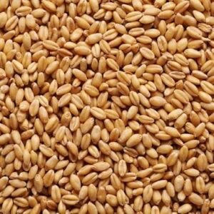 Raw Wheat Malt ($2.26kg)